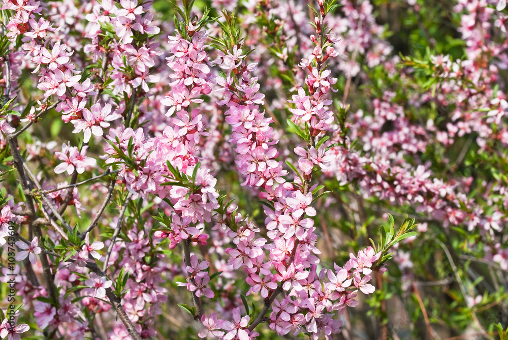 Flowering almond steppe (Prunus tenella)