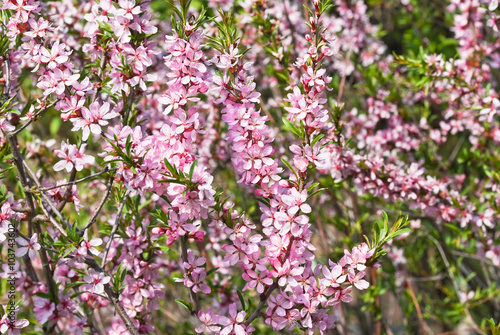 Flowering almond steppe  Prunus tenella 