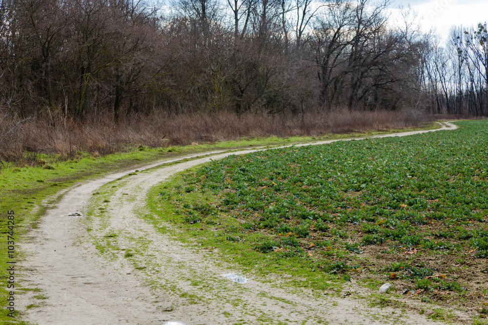 Fototapeta premium Path next to the field with beets