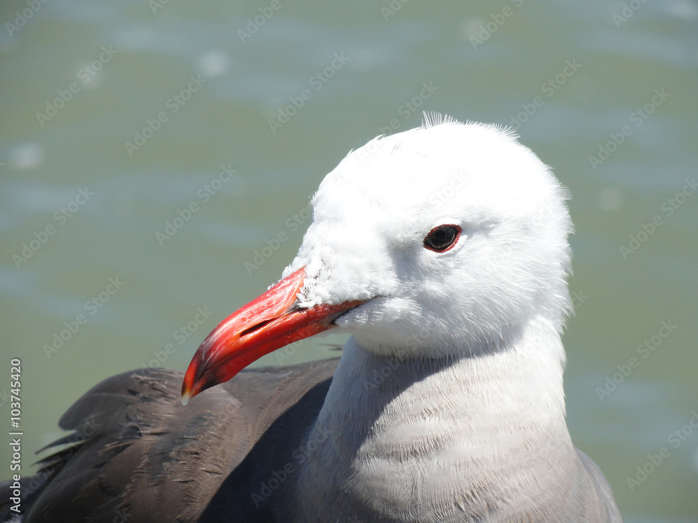 Fototapeta premium Seagull Portrait