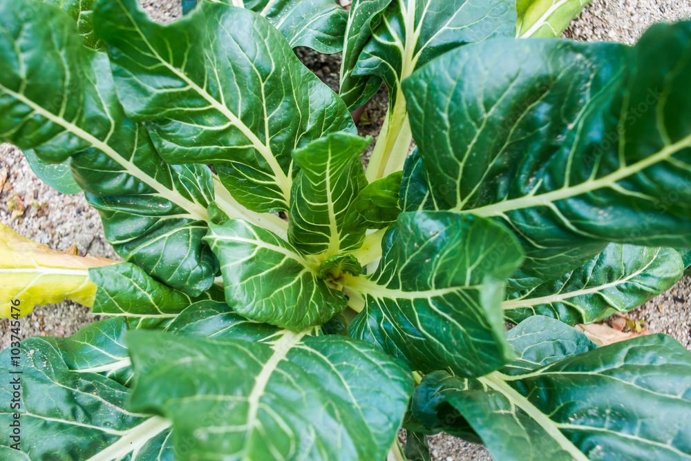 Obraz premium Chard in a vegetable garden.