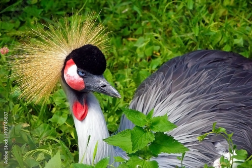 Crowned crane large bird from the family of these cranes, leading a sedentary life in West and East Africa. 