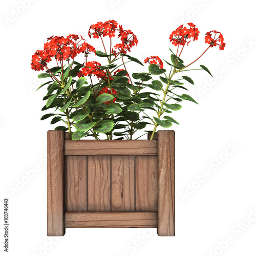Fototapeta Naklejka Na Ścianę i Meble -  Red Geranium Planter on White