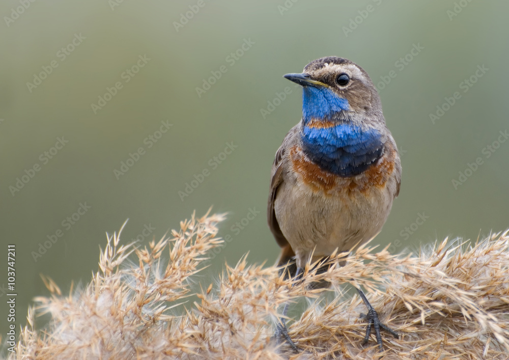 Fototapeta premium Bluethroat