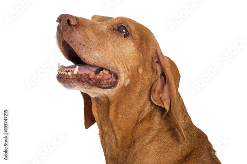 Closeup Senior Large Breed Dog