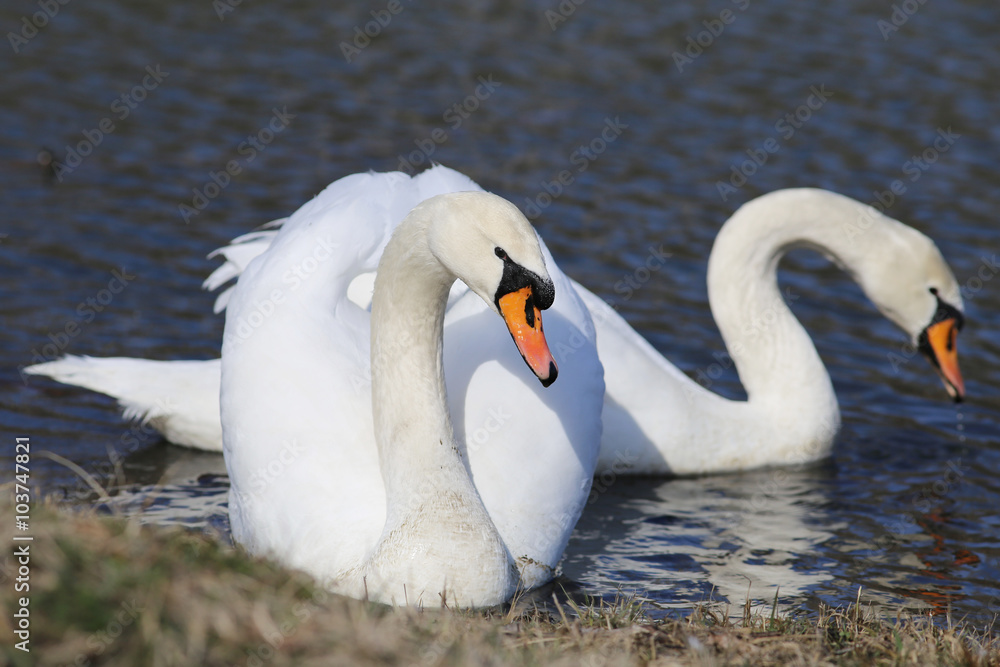 Obraz premium A pair of swans