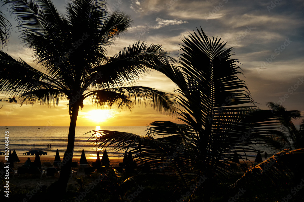 Palm trees at sunset