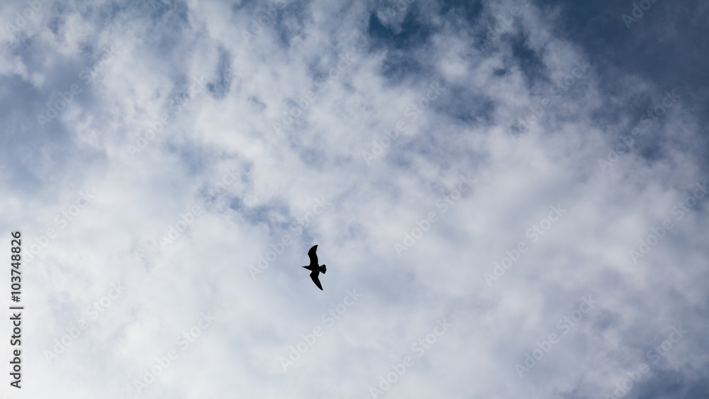 Beautiful seagulls soaring in the blue sky Beautiful seagulls soaring in the blue sky