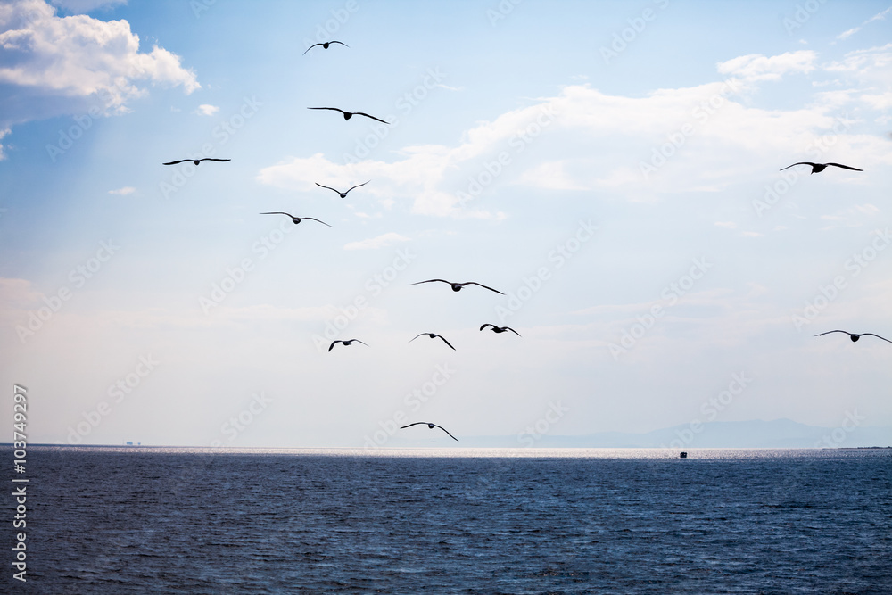 Beautiful seagulls soaring in the blue sky Beautiful seagulls soaring in the blue sky