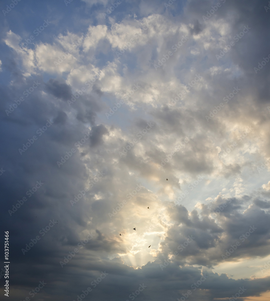 Herd of pigeons/ Herd of pigeons in the Sunrays Herd of pigeons/ Herd of pigeons in the Sunrays