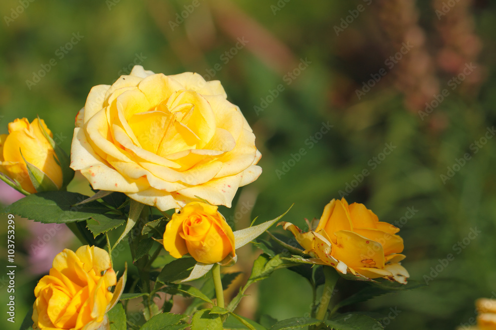 Blühende, gelbe, Topfrose Blühende, gelbe, Topfrose