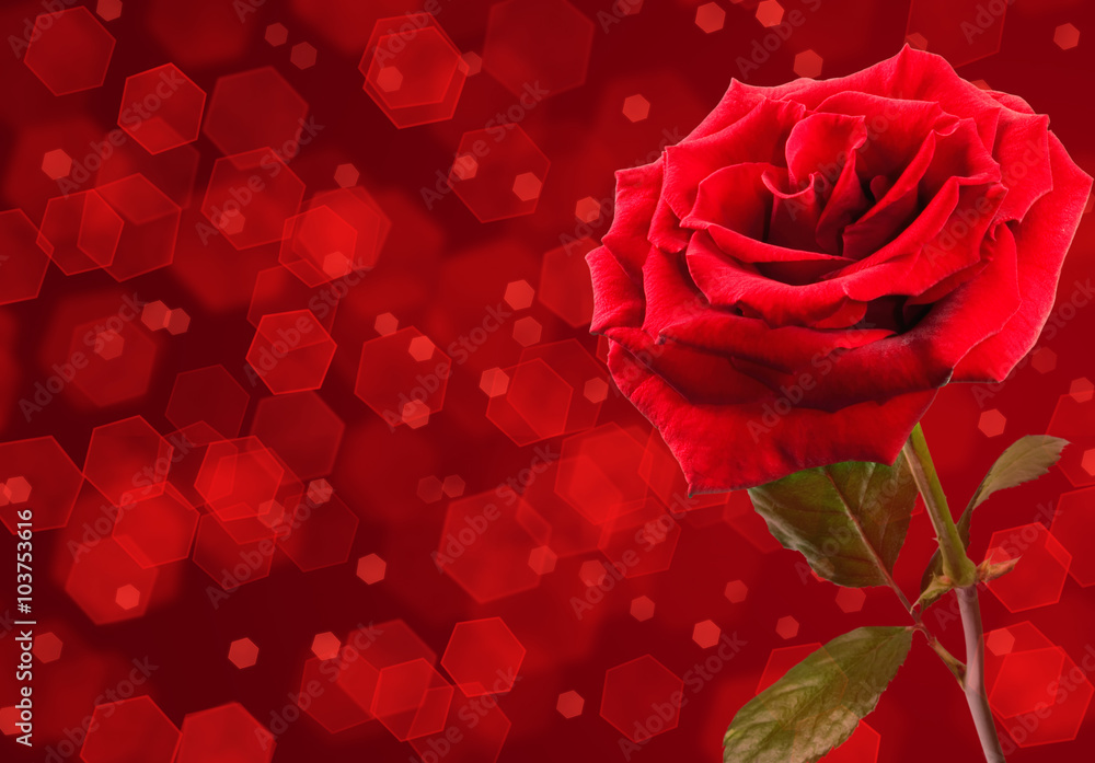 Red rose flower design. Over dark red Red rose flower design. Over dark red