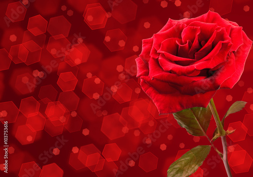 Red rose flower design. Over dark red © wolfelarry
