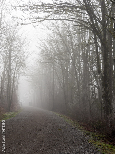 Footpath in a foggy forest - Snoqualmie river trail near Duvall, WA