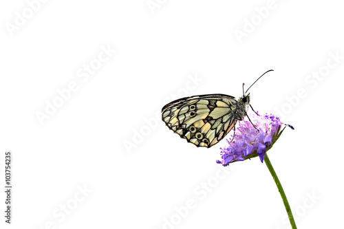 Schachbrettfalter (Melanargia galathea) auf Witwenblume, freigestellt