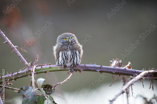 Northern pygmy owl photo