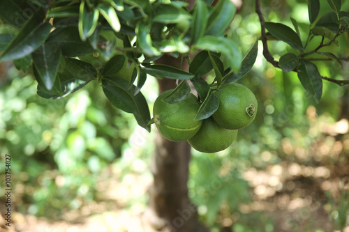 Green fruits and leafs of the tangerine tree