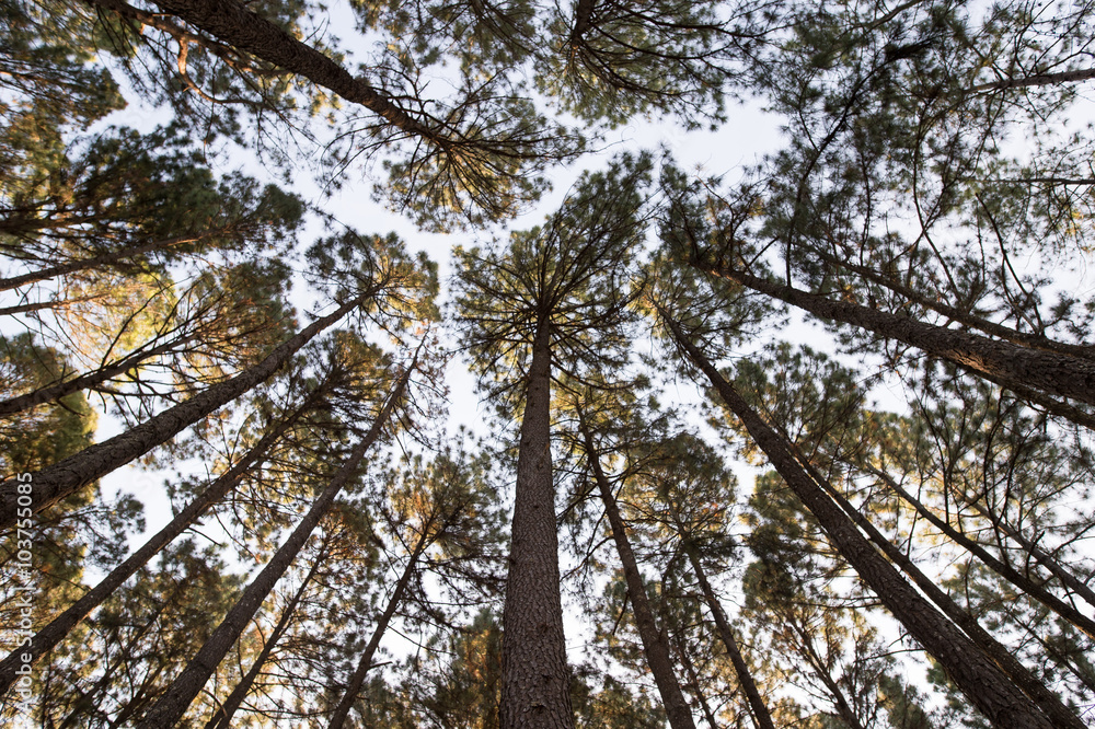 Fototapeta premium Pine forest background.
