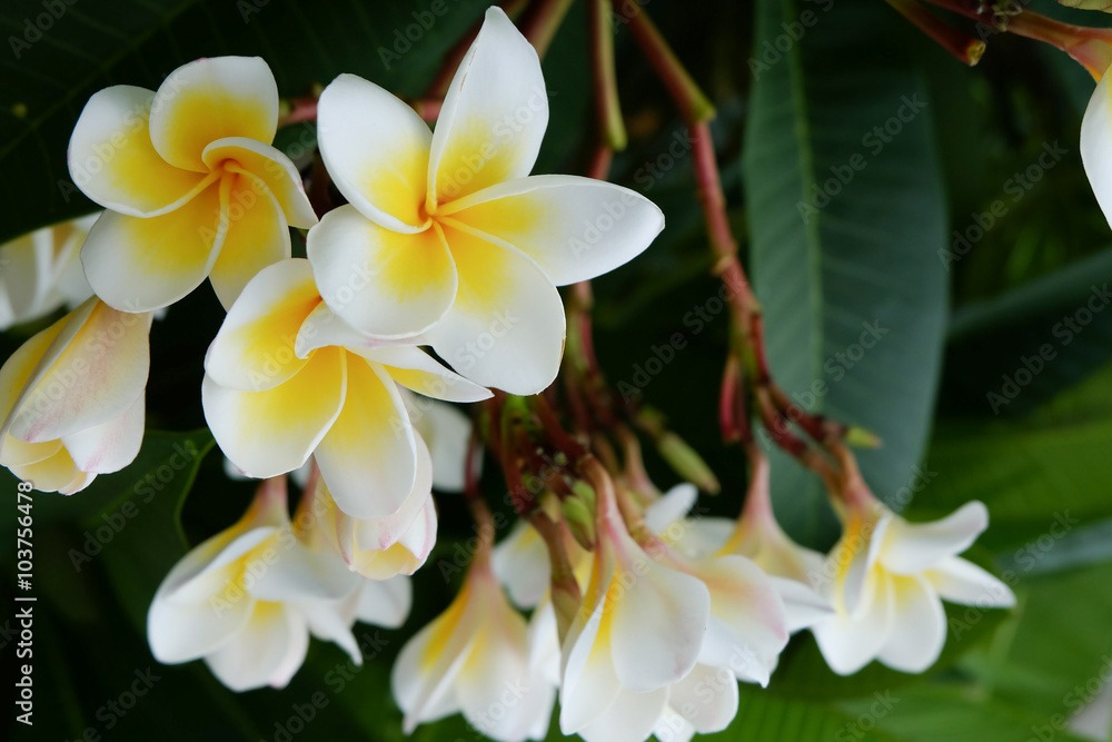 white frangipani tropical flower, plumeria flower fresh blooming white frangipani tropical flower, plumeria flower fresh blooming