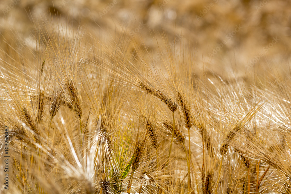 Fototapeta premium Getreide wiegt sich im Wind