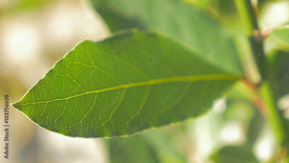 Organic green Laurus nobilis laurel tree leave outdoor slow panning shallow DOF 4K 2160p 30fps UltraHD footage - Laurel leaf texture slow panning 4K 3840X2160 UHD video Organic green Laurus nobilis laurel tree leave outdoor slow panning shallow DOF 4K 2160p 30fps UltraHD footage - Laurel leaf texture slow panning 4K 3840X2160 UHD video