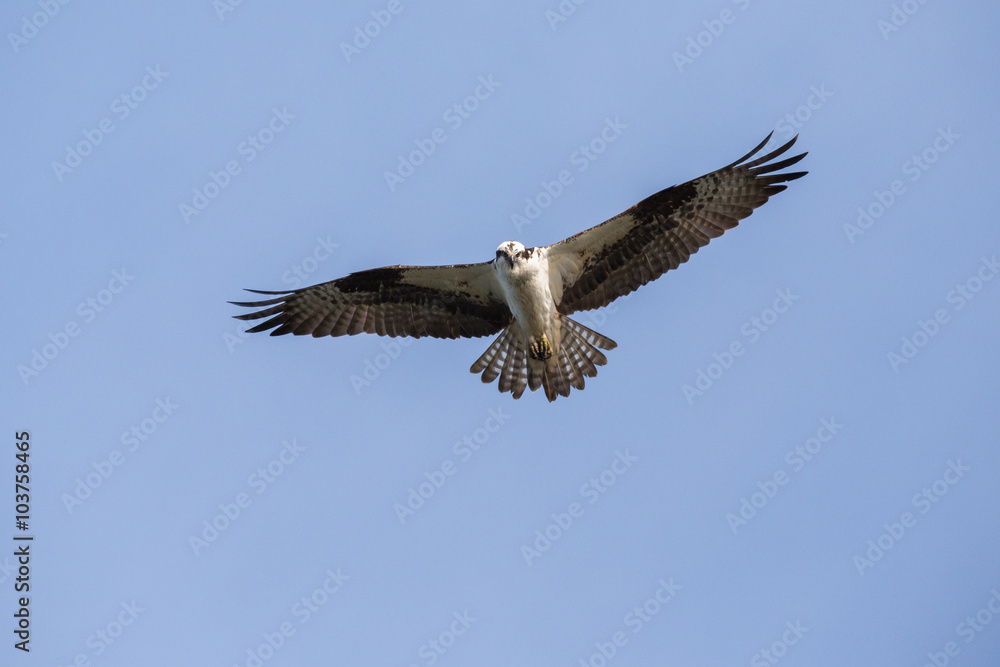 osprey osprey