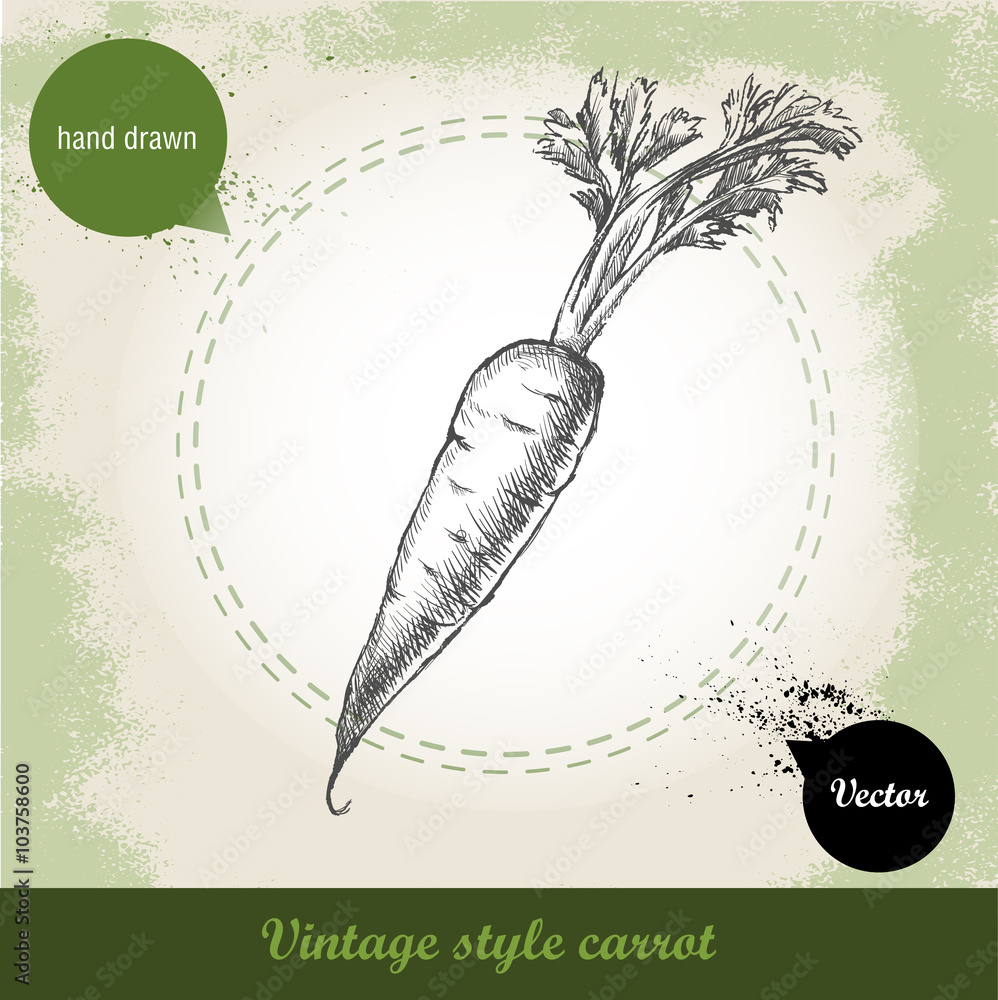 Hand drawn carrot. Organic eco vegetable food background.Vector sketch style illustration