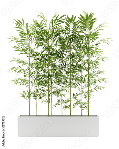 bamboo plant in pot isolated on white background
