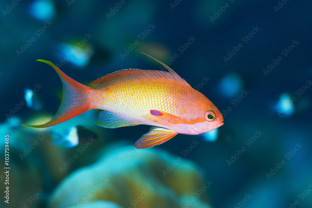 Sea goldie (Pseudanthias squamipinnis) in the Red Sea, Egypt.