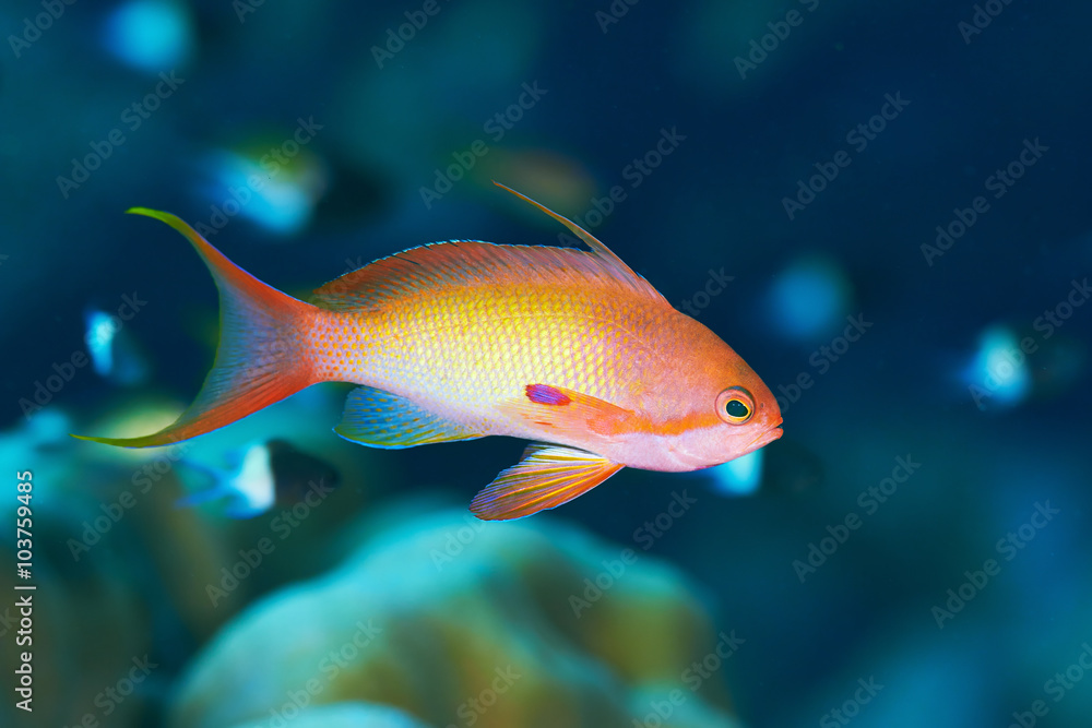 Obraz premium Sea goldie (Pseudanthias squamipinnis) in the Red Sea, Egypt.