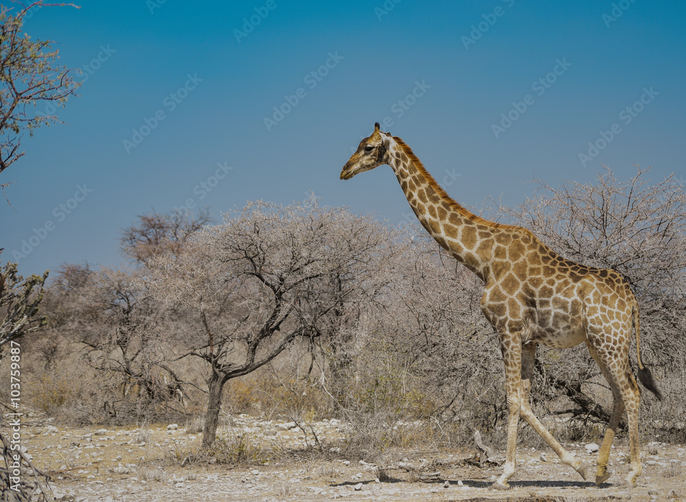 Obraz premium Giraffe in Namibia Afrika