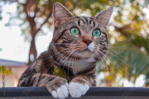 Curious Cat looking around the park