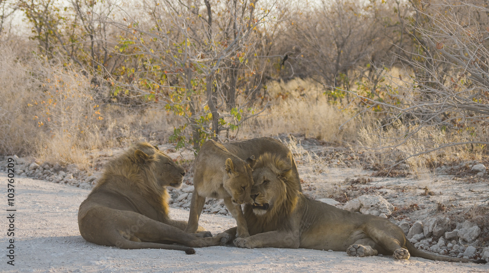 Naklejka premium Löwen