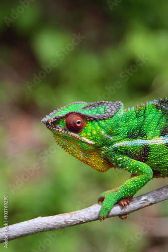 Chameleon on branch