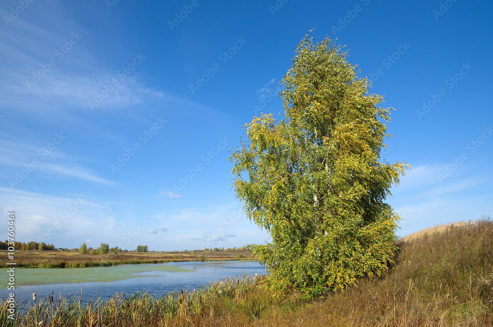 Fototapeta premium Autumn landscape with birch tree by the river
