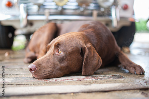 Labrador dog sleep on the floor