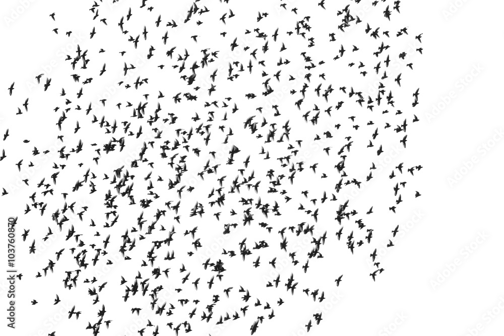 flock of birds isolated on white background, Starling, Sturnus vulgaris with clipping path flock of birds isolated on white background, Starling, Sturnus vulgaris with clipping path