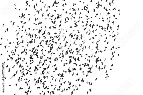 flock of birds isolated on white background, Starling, Sturnus vulgaris with clipping path