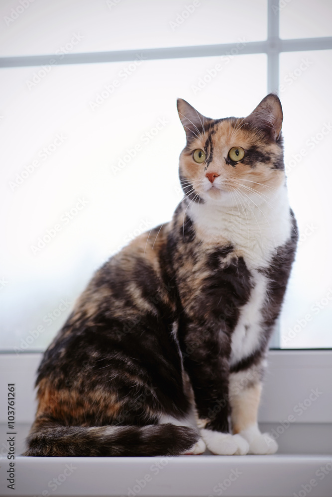 Domestic multi-colored cat at a window.