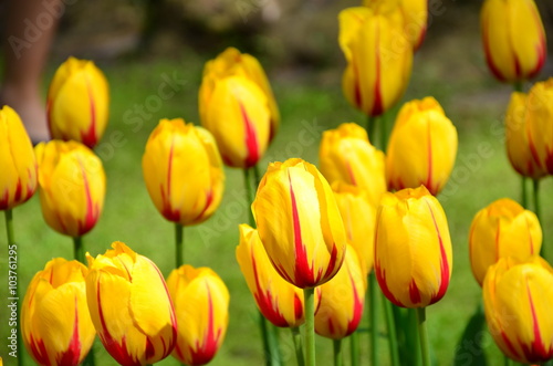 Yellow tulips in Keukenhof park in Netherlands  Holland 