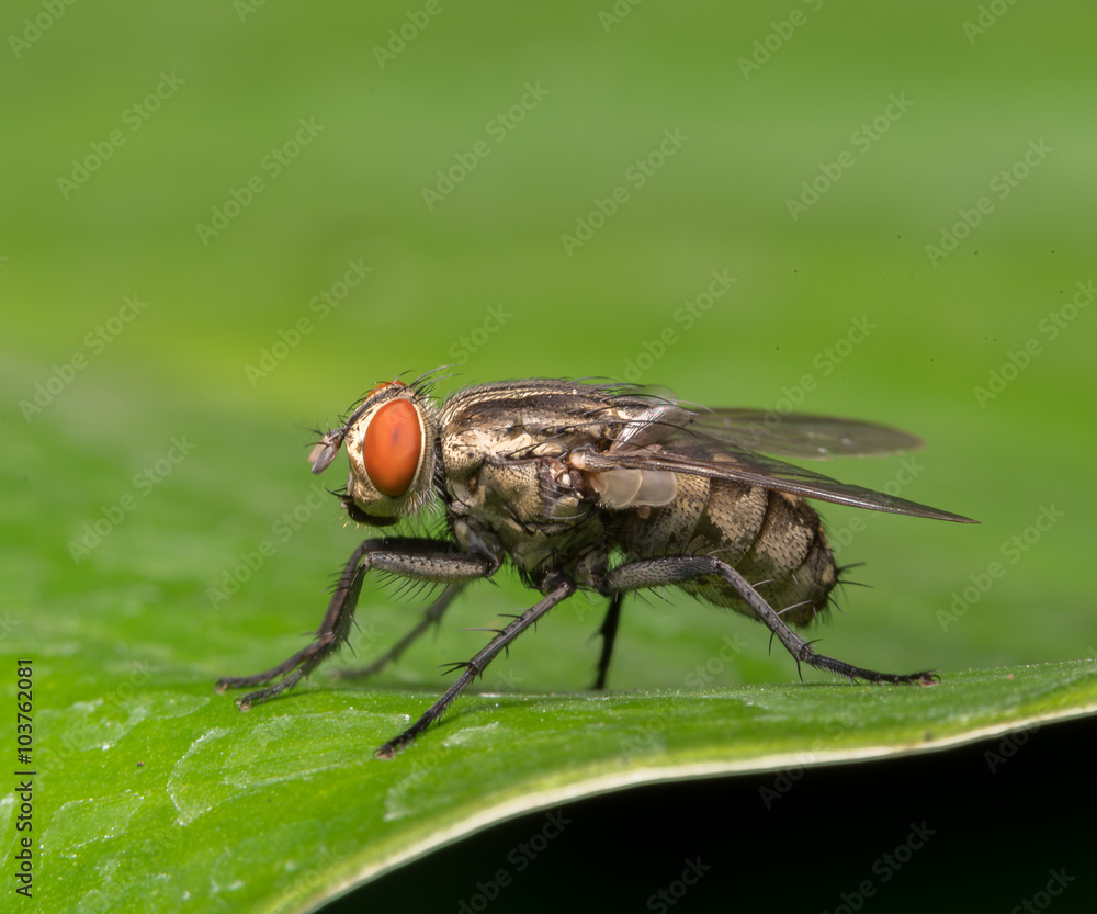 fly
fly