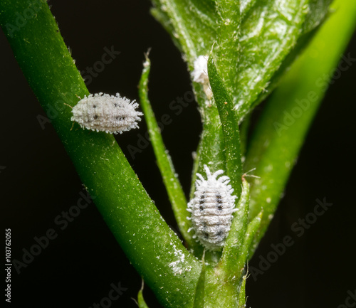 mealybug