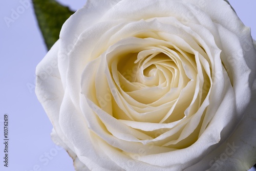 Close up image of a white rose  taken on a white background. Macro image.