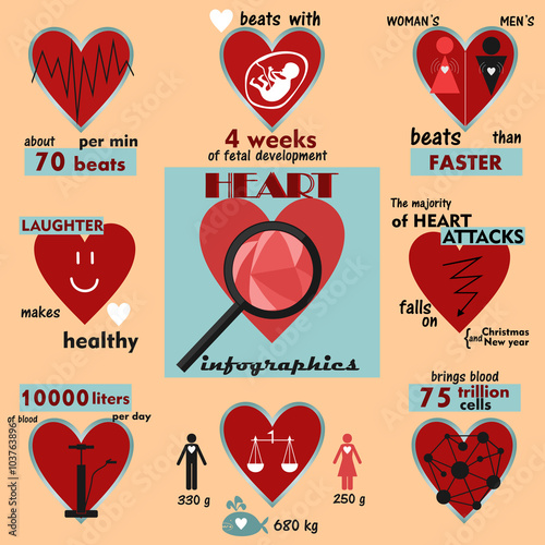 info graphics and interesting facts about the human heart 
