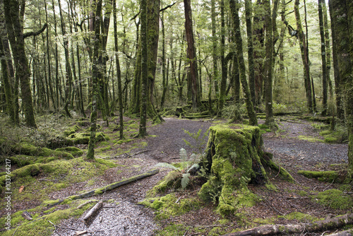 Bosque encantado en Fiordland, Isla Sur de Nueva Zelanda