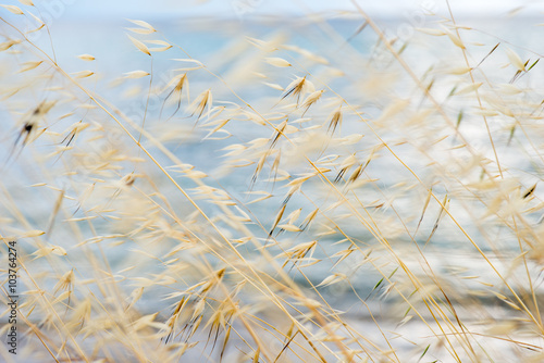 Grass in sand dunes in front of the sea photo