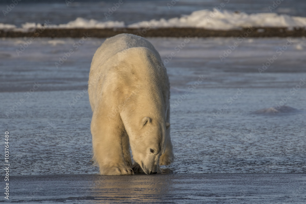 Fototapeta premium Polar Bear sniffing the ice