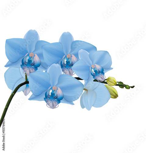 Blue orchid branch with buds. Vector illustrator