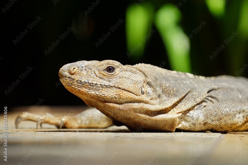 Fototapeta premium Iguana basking in the sun in Costa Rica