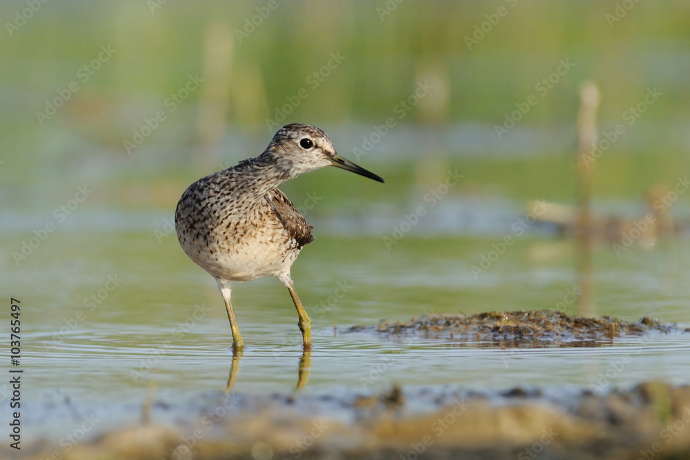 Wood Sandpiper looks at something interesting Wood Sandpiper looks at something interesting